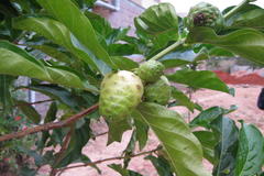 Morinda citrifolia
